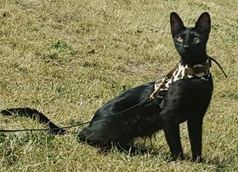 black serval cat for sale